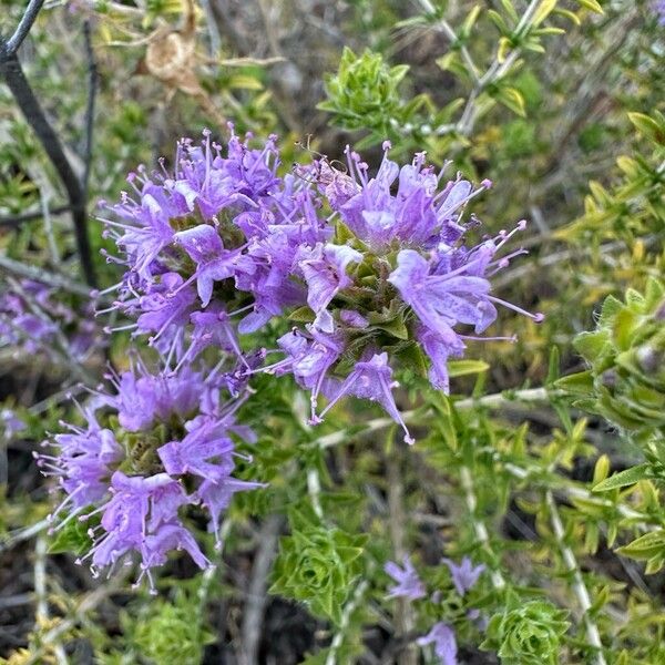 Thymbra capitata Flors