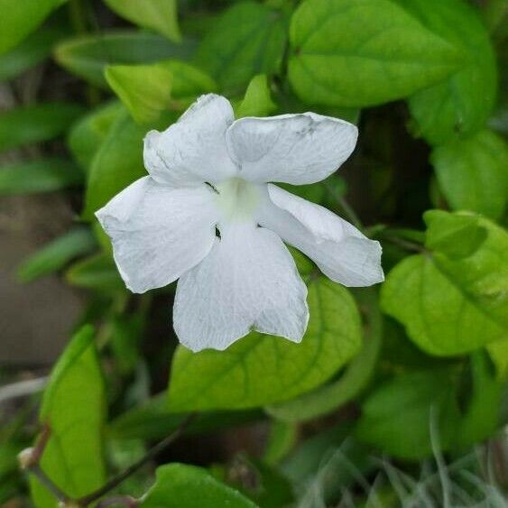 Thunbergia laevis Blomma