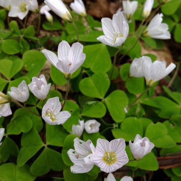 Oxalis acetosella Blomma