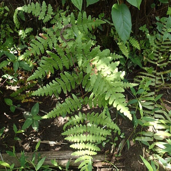 Histiopteris incisa Leaf