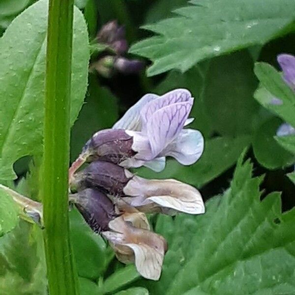 Vicia sepium Цвят