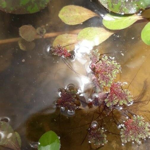 Azolla filiculoides List