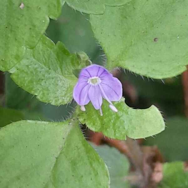 Veronica montana Flower