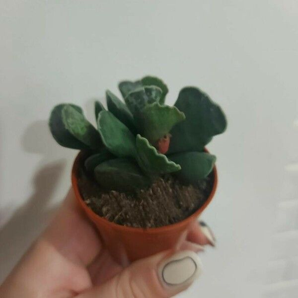 Adromischus cooperi Flower