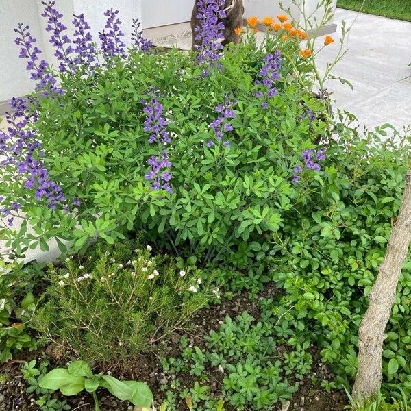 Baptisia australis Fleur