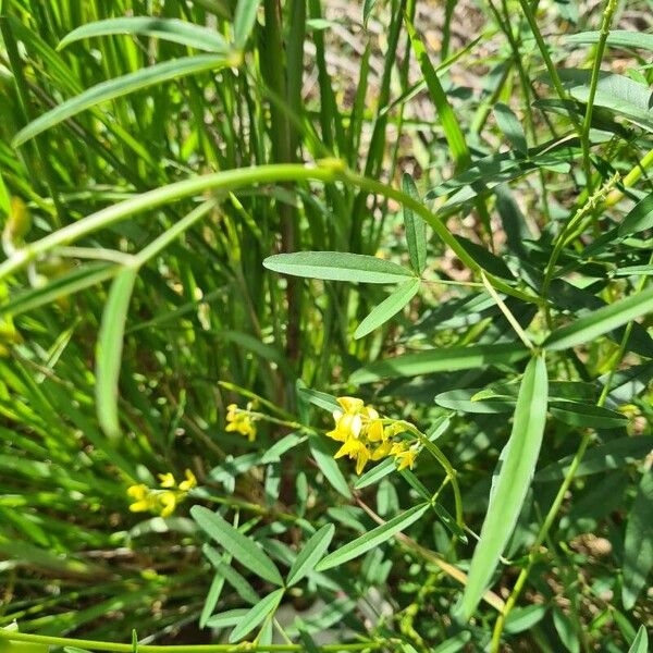 Crotalaria lanceolata Cvet