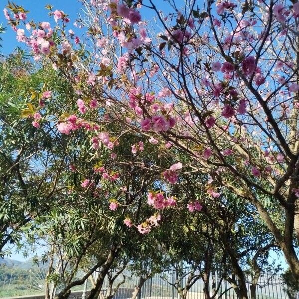 Prunus serrulata Квітка