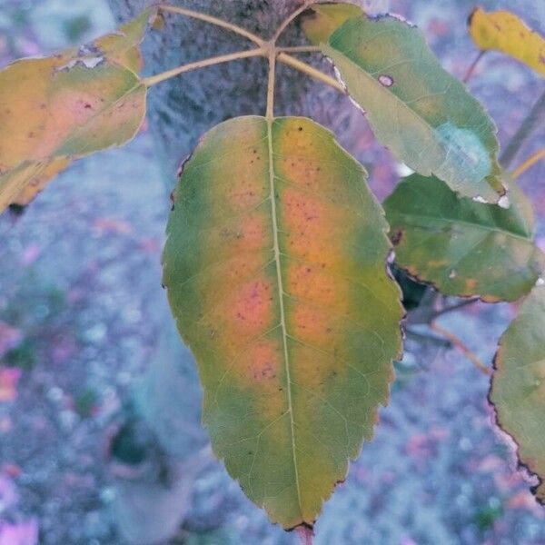 Tabebuia rosea 葉