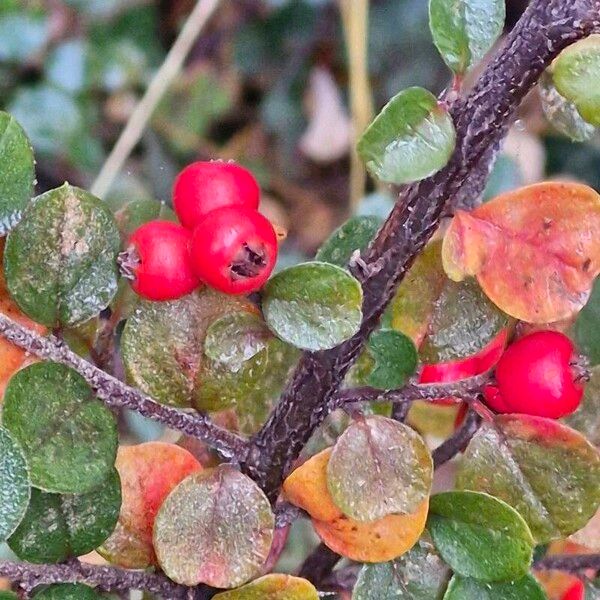 Cotoneaster hjelmqvistii Vili