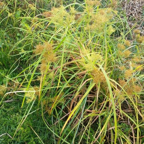 Cyperus odoratus Blodyn