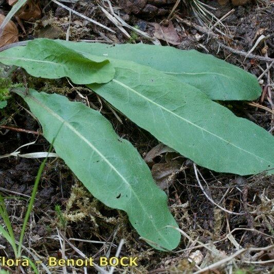 Crepis praemorsa Tervik taim