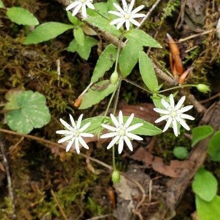 Stellaria pubera Flower