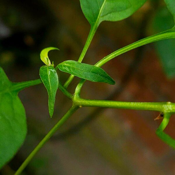 Solanum dulcamara Azala