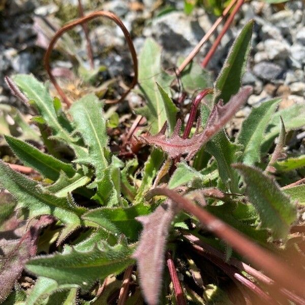 Leontodon crispus Blatt