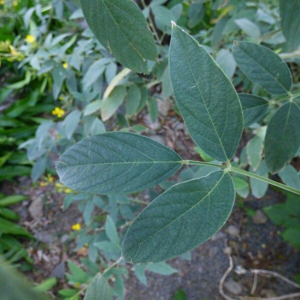 Cajanus cajan Leaf