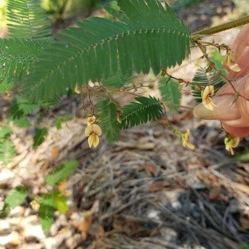 Aeschynomene americana Flower