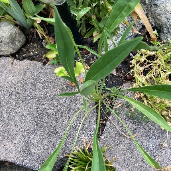 Coreopsis lanceolata ഇല