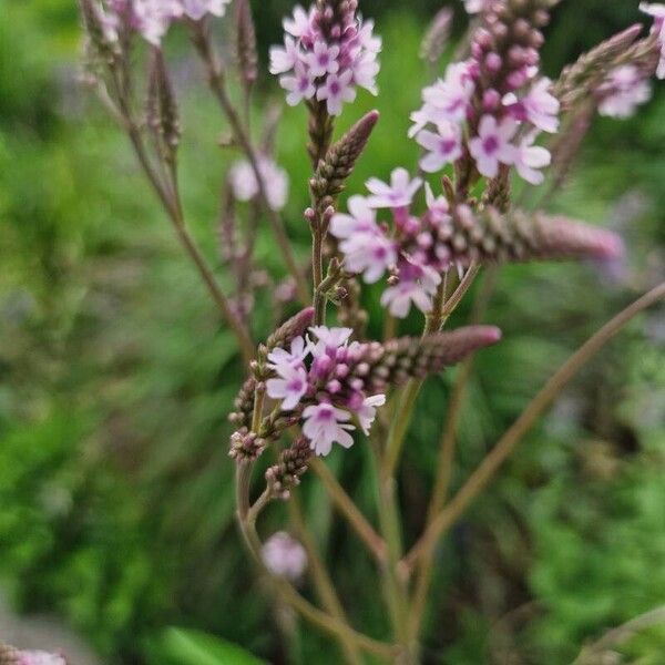 Verbena hastata ফুল