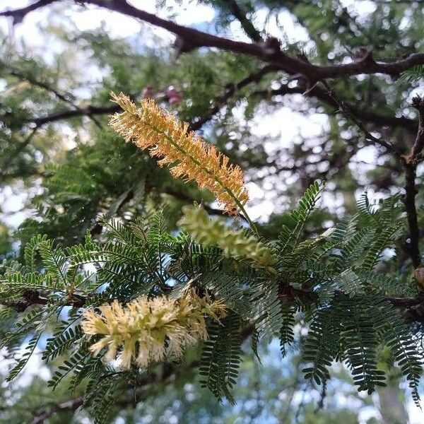 Prosopis affinis Flor