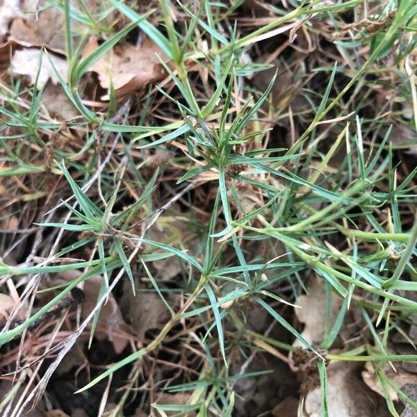 Dianthus scaber Folha