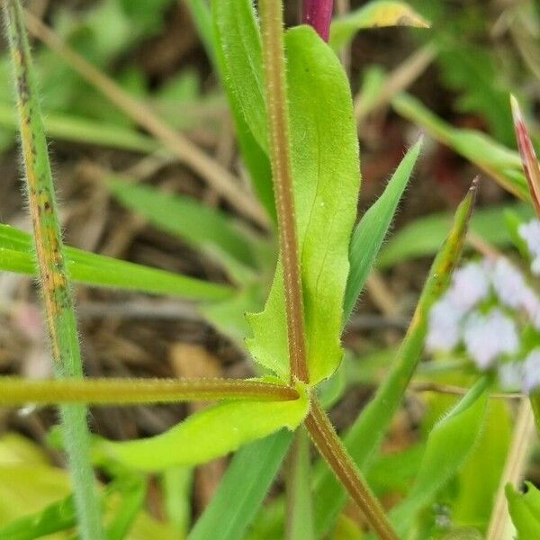 Valeriana eriocarpa Folla