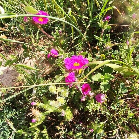 Cistus crispus Blüte