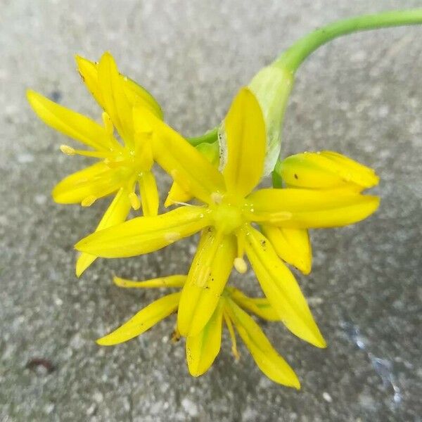 Allium moly Λουλούδι