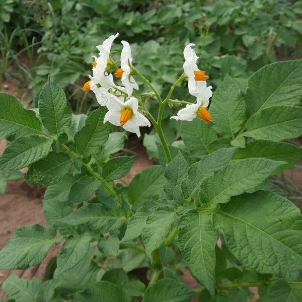 Solanum tuberosum Цвят