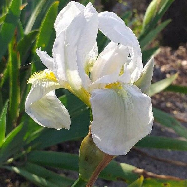 Iris albicans Flor