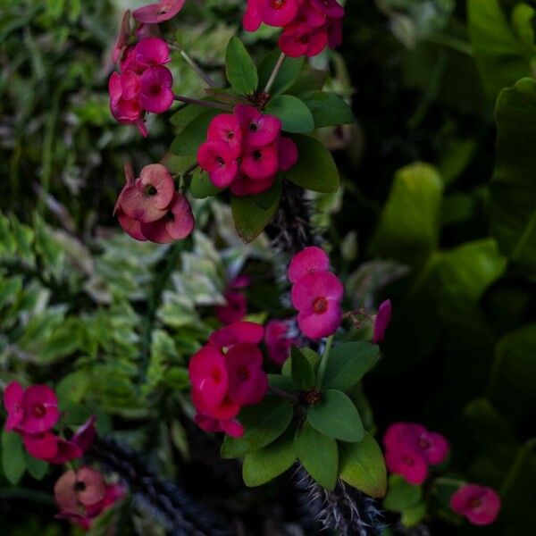 Euphorbia milii Flower