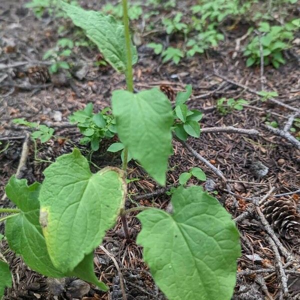 Arnica cordifolia 葉