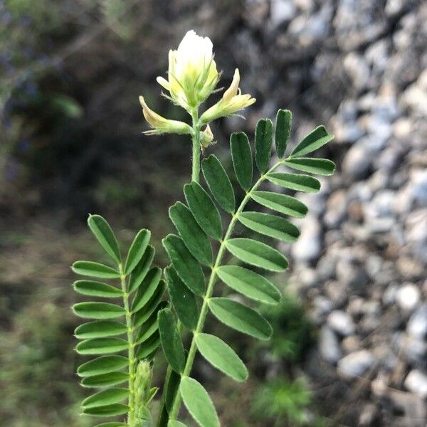Astragalus hamosus ഇല