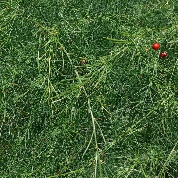 Asparagus officinalis Leaf