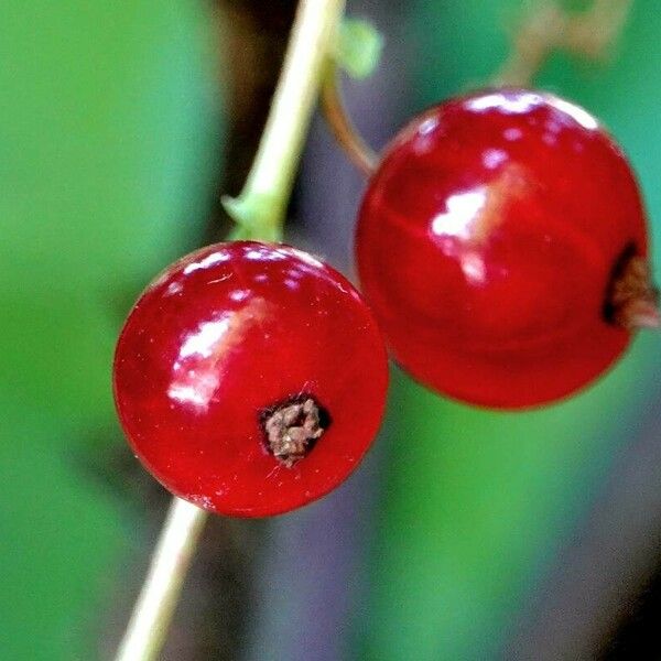 Ribes rubrum Froito