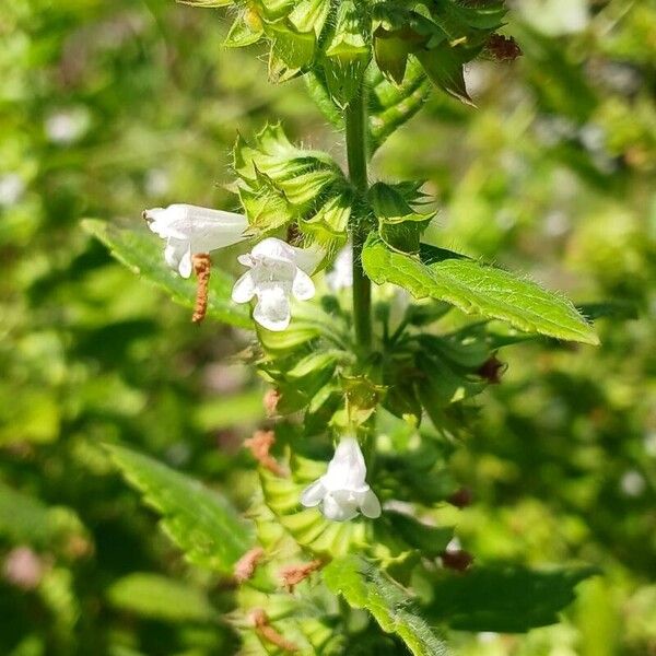 Melissa officinalis Kwiat