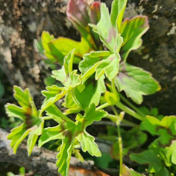 Pelargonium multibracteatum Blad