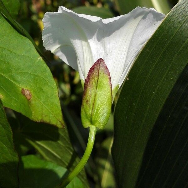 Convolvulus sepium Blüte