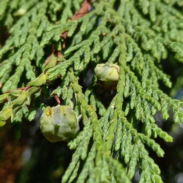 Thuja occidentalis ഫലം