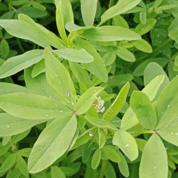 Trifolium alexandrinum Leaf