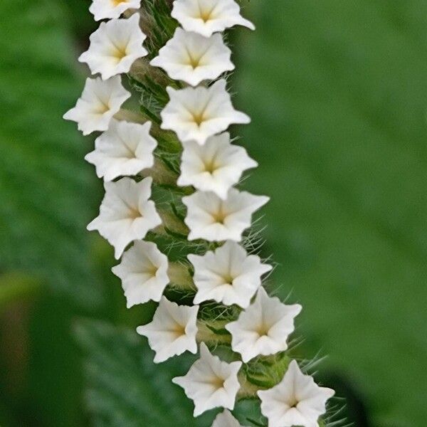 Heliotropium indicum Flower