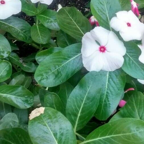 Catharanthus roseus Flower