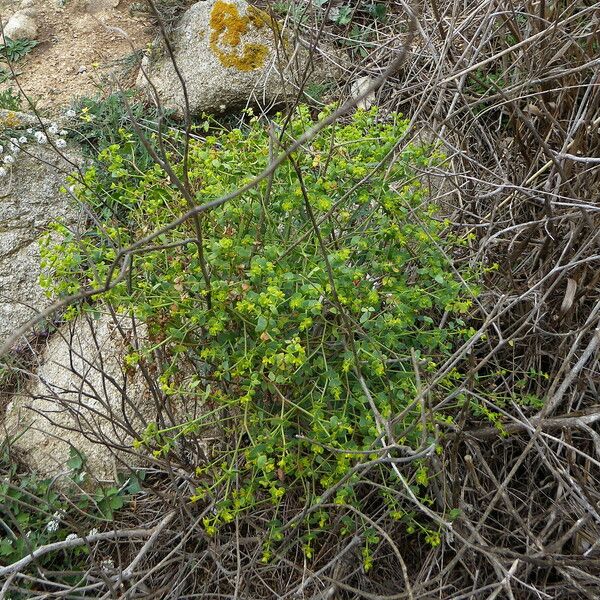 Euphorbia segetalis Habit