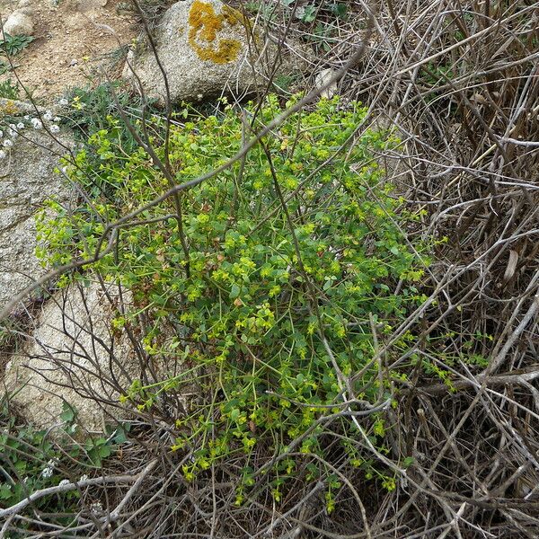 Euphorbia segetalis Hàbitat