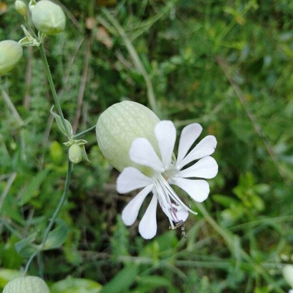 Silene vulgaris Fleur