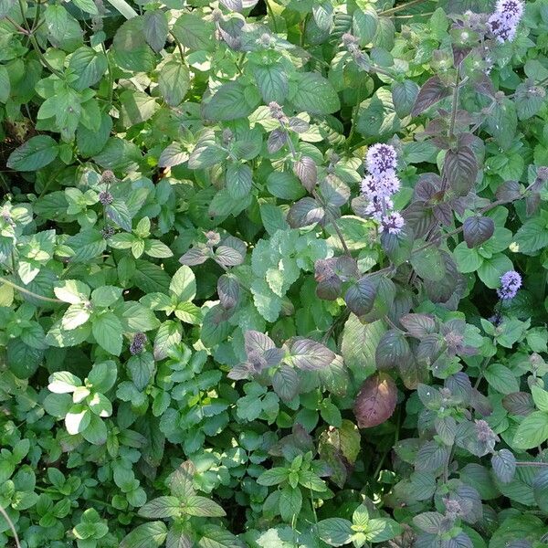 Mentha aquatica Habit