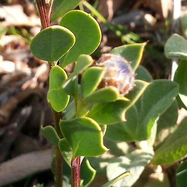 Globularia alypum 葉