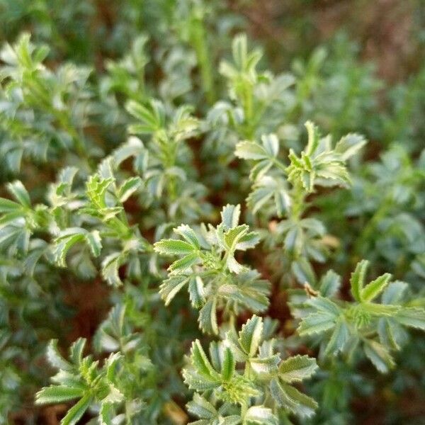 Ononis ramosissima Leaf