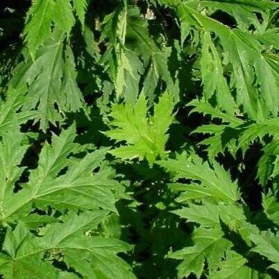 Heracleum mantegazzianum Leaf