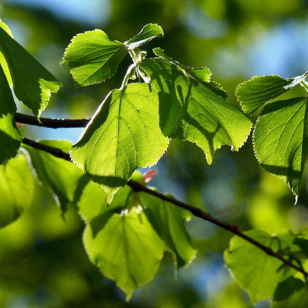 Tilia platyphyllos Levél