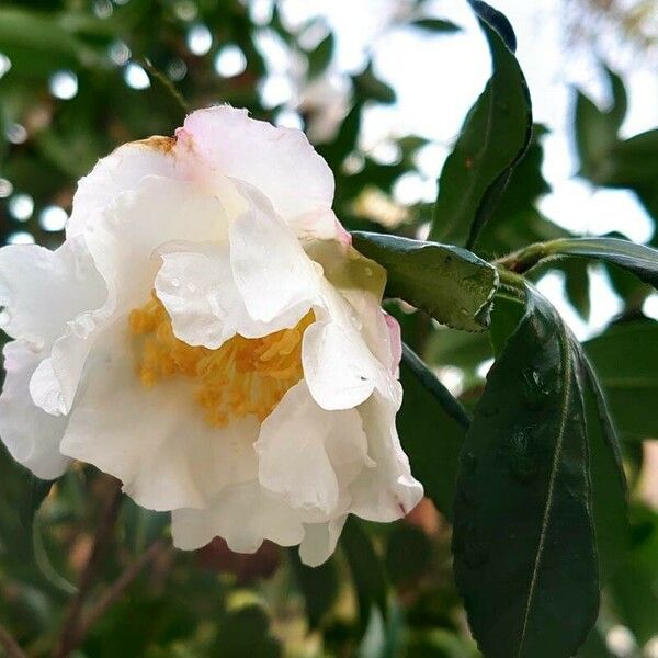 Camellia sasanqua Õis